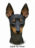 English Toy Terrier 9R095D-013_2